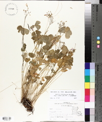 Oxalis articulata image