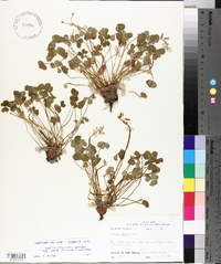 Oxalis articulata image