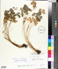 Oxalis articulata image