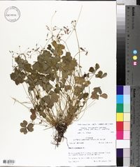 Oxalis articulata image