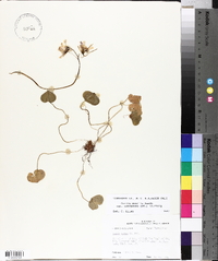 Oxalis debilis image