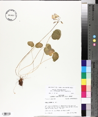 Oxalis debilis image