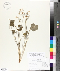 Oxalis debilis image