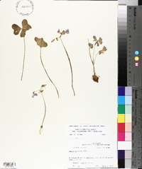 Oxalis debilis image