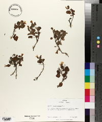 Oxalis dichondraefolia image