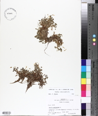 Oxalis corniculata image