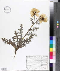 Argemone albiflora subsp. texana image