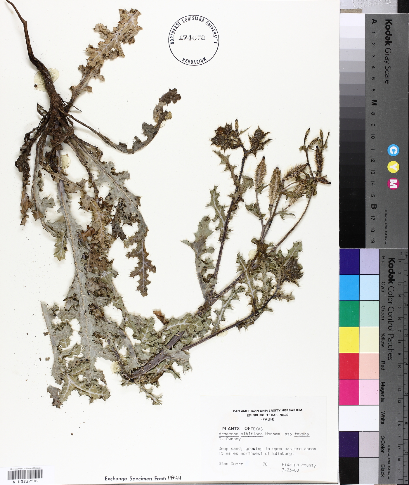 Argemone albiflora subsp. texana image