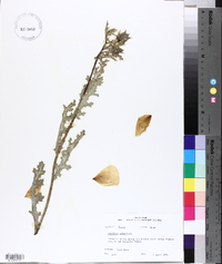 Argemone albiflora image