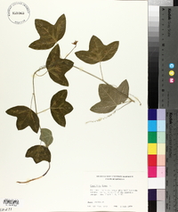 Passiflora lutea image