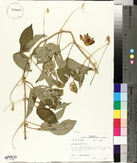 Passiflora incarnata image