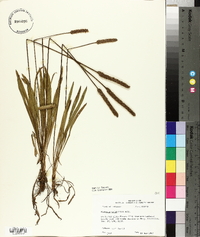 Plantago wrightiana image