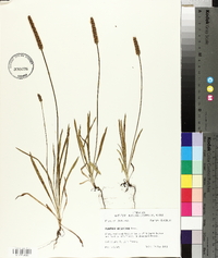 Plantago wrightiana image