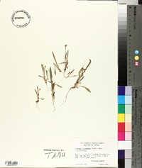 Plantago hookeriana image