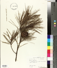 Pinus glabra image