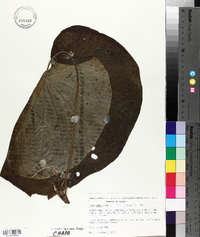 Lepianthes peltata image