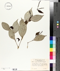Piper sempervirens image