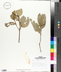 Piper lenticellosum image