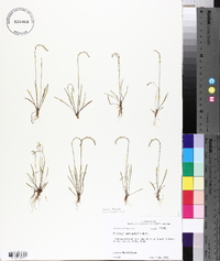 Plantago heterophylla image