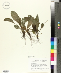 Plantago major image