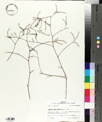 Limonium carolinianum image