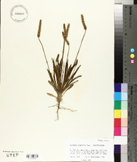 Plantago wrightiana image