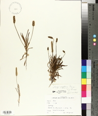 Plantago wrightiana image