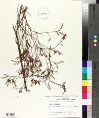 Limonium carolinianum image