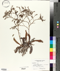 Limonium carolinianum image