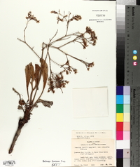 Limonium carolinianum image