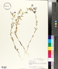 Phlox drummondii image