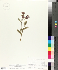 Phlox drummondii image