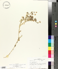 Phlox drummondii image