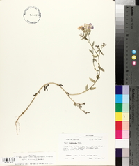 Phlox drummondii image