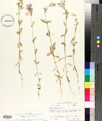 Phlox drummondii image