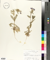 Phlox drummondii image