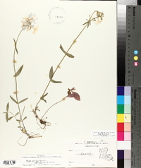 Phlox divaricata subsp. laphamii image