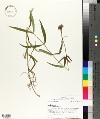 Phlox carolina subsp. angusta image