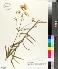 Phlox glaberrima image