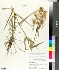 Phlox glaberrima image