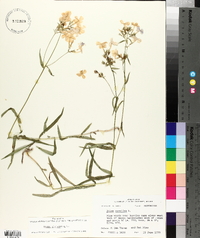 Phlox glaberrima image