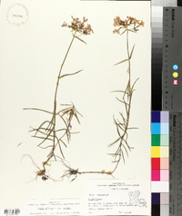 Phlox pilosa subsp. pilosa image