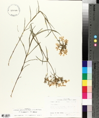 Phlox pilosa subsp. pilosa image