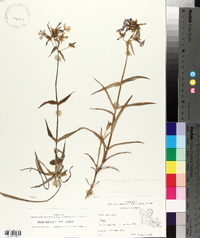 Phlox pilosa subsp. pilosa image