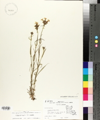 Phlox pilosa subsp. pilosa image