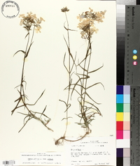 Phlox pilosa subsp. pilosa image