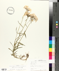 Phlox pilosa subsp. pilosa image