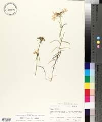 Phlox pilosa subsp. pilosa image