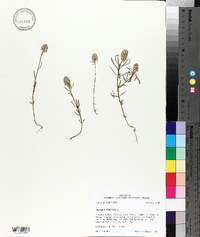 Polygala cruciata image