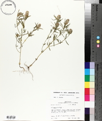 Polygala cruciata image